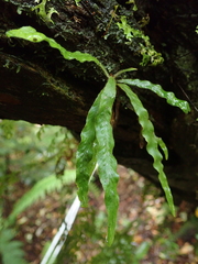 Notogrammitis pseudociliata