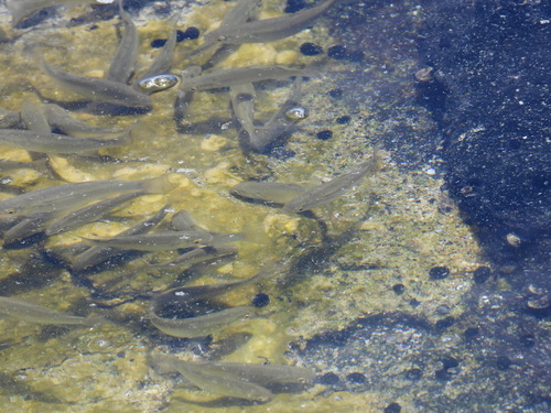 Kanda mullet (Moolgarda engeli) — Mugilidae — 4