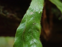Notogrammitis pseudociliata