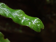 Notogrammitis pseudociliata
