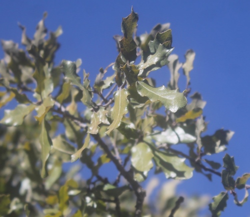 Quercus charcasana
