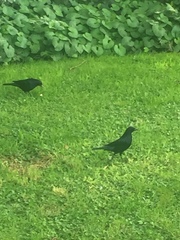 Molothrus bonariensis