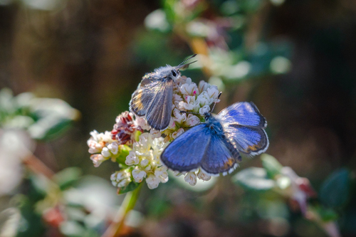 Buckwheat Blue photo 5
