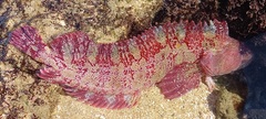 Robust Klipfish photo 1