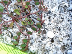 Acmispon maritimus brevivexillus