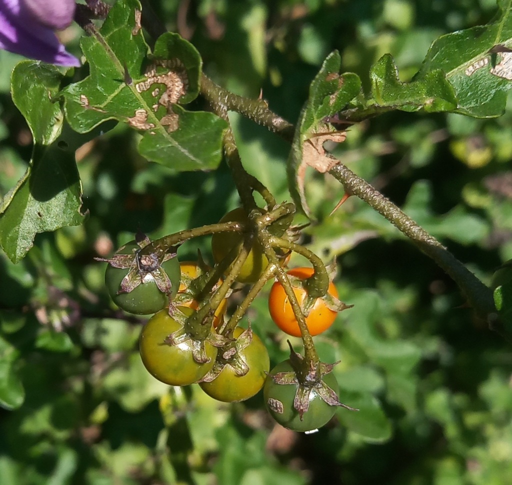 Solanum rubetorum
