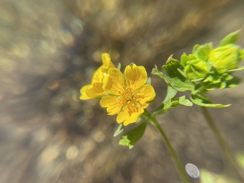 Image of Potentilla flabellifolia by no rights reserved