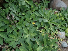 Crepidiastrum lanceolatum