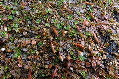 Epilobium komarovianum