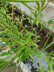 Epilobium parviflorum image