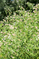 Lotus rectus