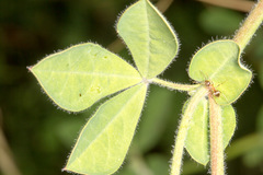 Lotus rectus