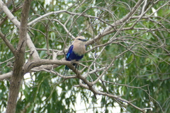 Coracias cyanogaster