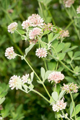 Lotus rectus