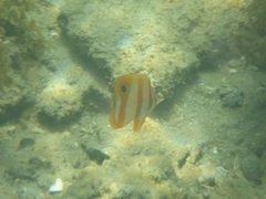 Chelmon rostratus