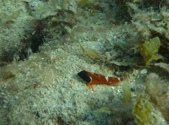 Enneapterygius larsonae
