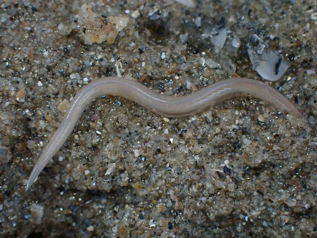 Branchiostoma belcheri from 福建省厦门市同安区J46R+XH7 邮政编码: 361021 on July 3 ...