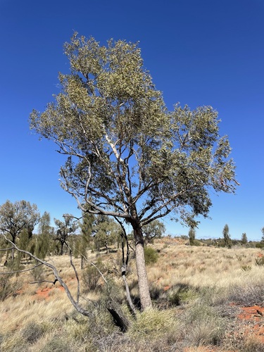 Corymbia chippendalei