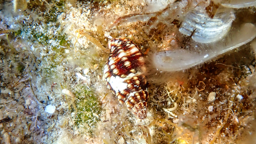 Murex bicolor, 2023-07-17