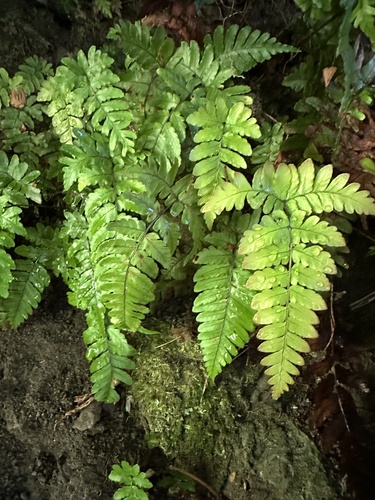 Dryopteris ryo-itoana iNat (2)
