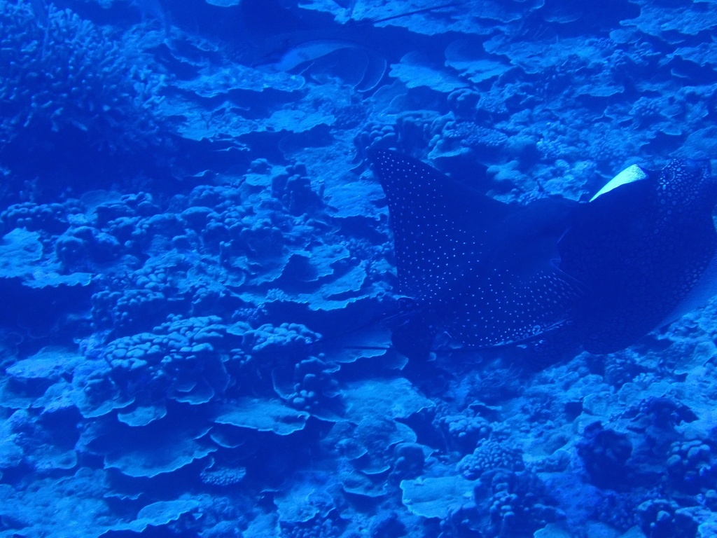 Ocellated Eagle Ray