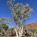 Eucalyptus camaldulensis arida - Photo (c) Dean Nicolle, some rights reserved (CC BY-NC), uploaded by Dean Nicolle