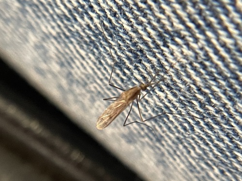 Anopheles freeborni photo 6