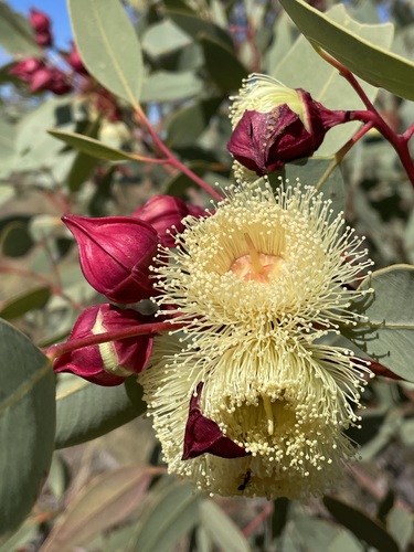Eucalyptus pachyphylla