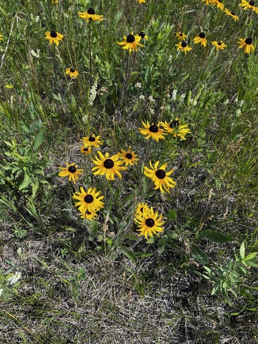 black-eyed Susan