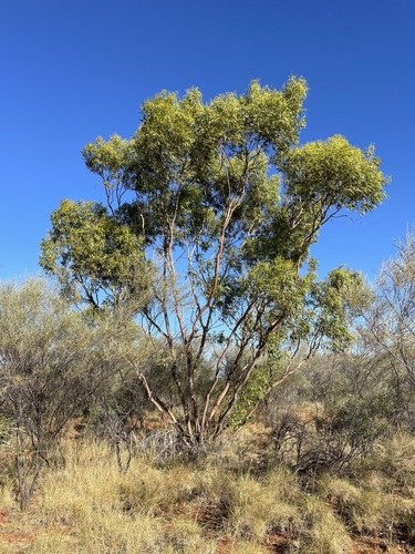 Sturt Creek Mallee