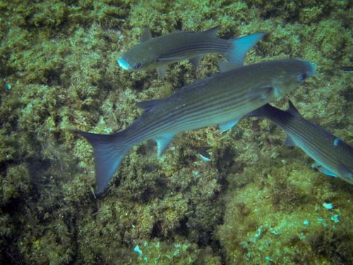 Chelon labrosus