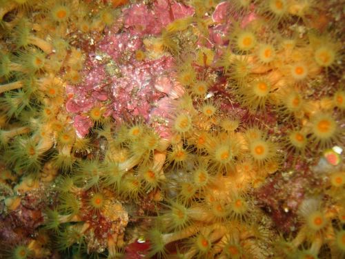 Parazoanthus axinellae