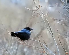 Corvus brachyrhynchos