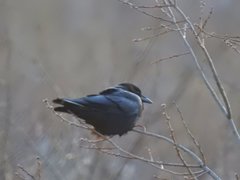 Corvus brachyrhynchos