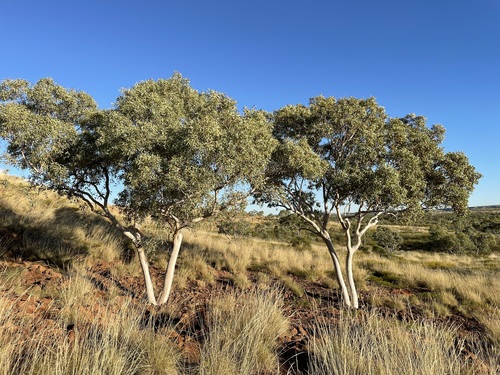 Eucalyptus leucophloia Brooker