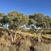 Eucalyptus leucophloia - Photo (c) Dean Nicolle, alguns direitos reservados (CC BY-NC), uploaded by Dean Nicolle
