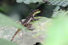 Anolis ventrimaculatus