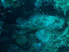 Scorpaena scrofa