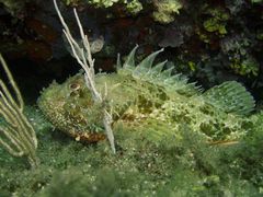 Scorpaena scrofa