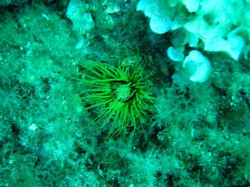 Cerianthus membranaceus