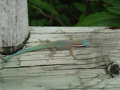 Phelsuma ornata