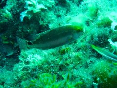 Symphodus mediterraneus