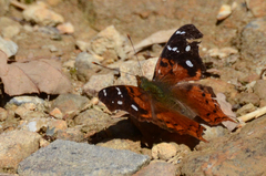 Hypanartia kefersteini