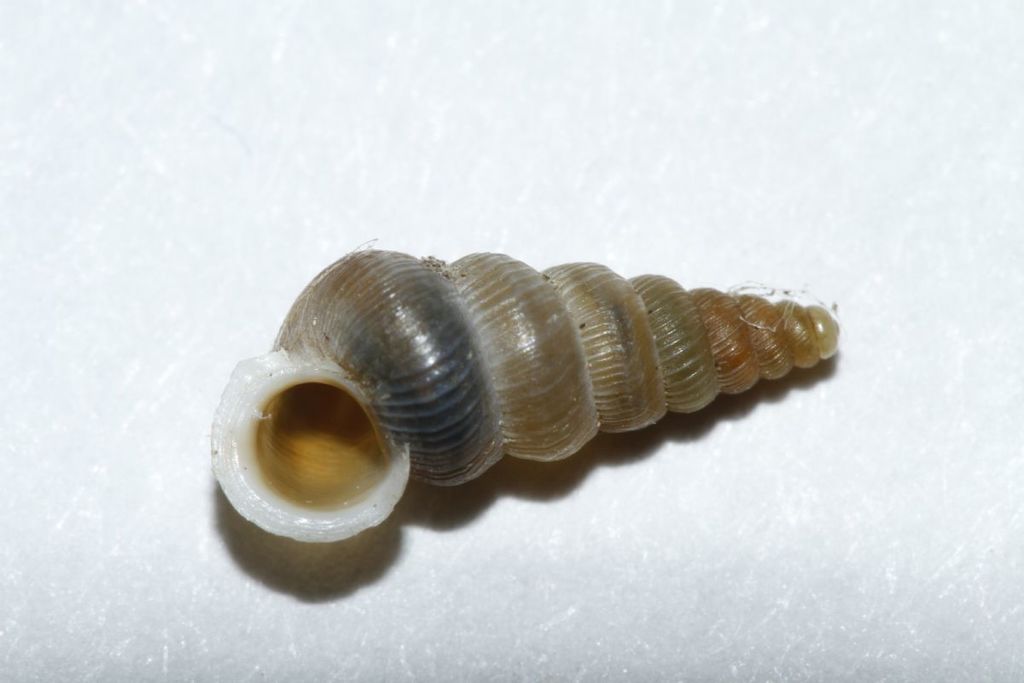 Cochlostoma patulum