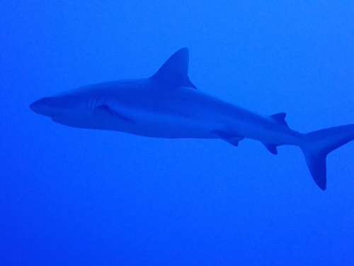 Grey reef shark