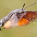 Hummingbird Hawkmoths - Photo (c) f11, some rights reserved (CC BY-NC)