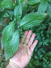 Gonzalagunia hirsuta