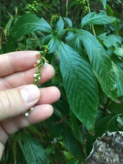 Gonzalagunia hirsuta