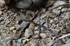 Tantilla melanocephala