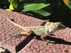 Anolis hispaniolae